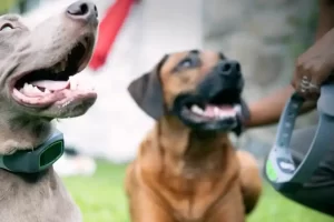 Invisible Fence For Dogs