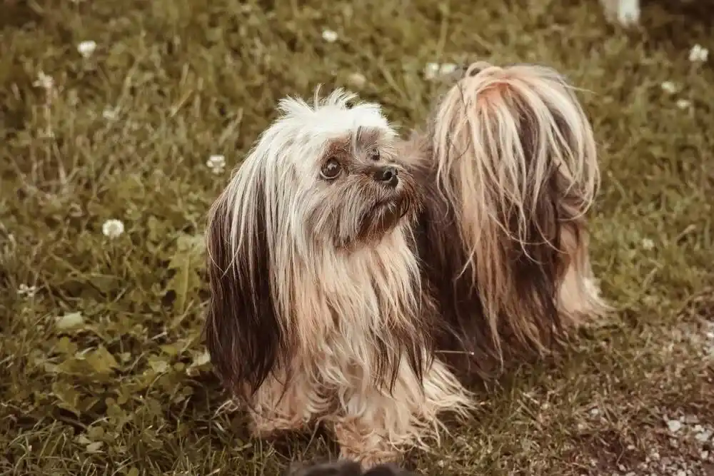Lhasa Apso