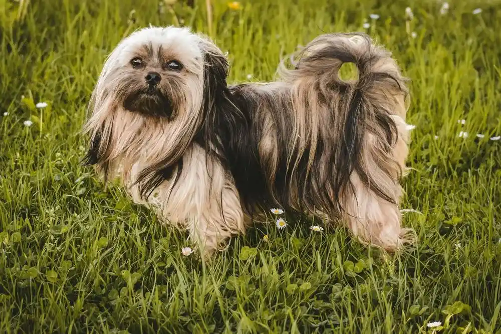 Lhasa Apso