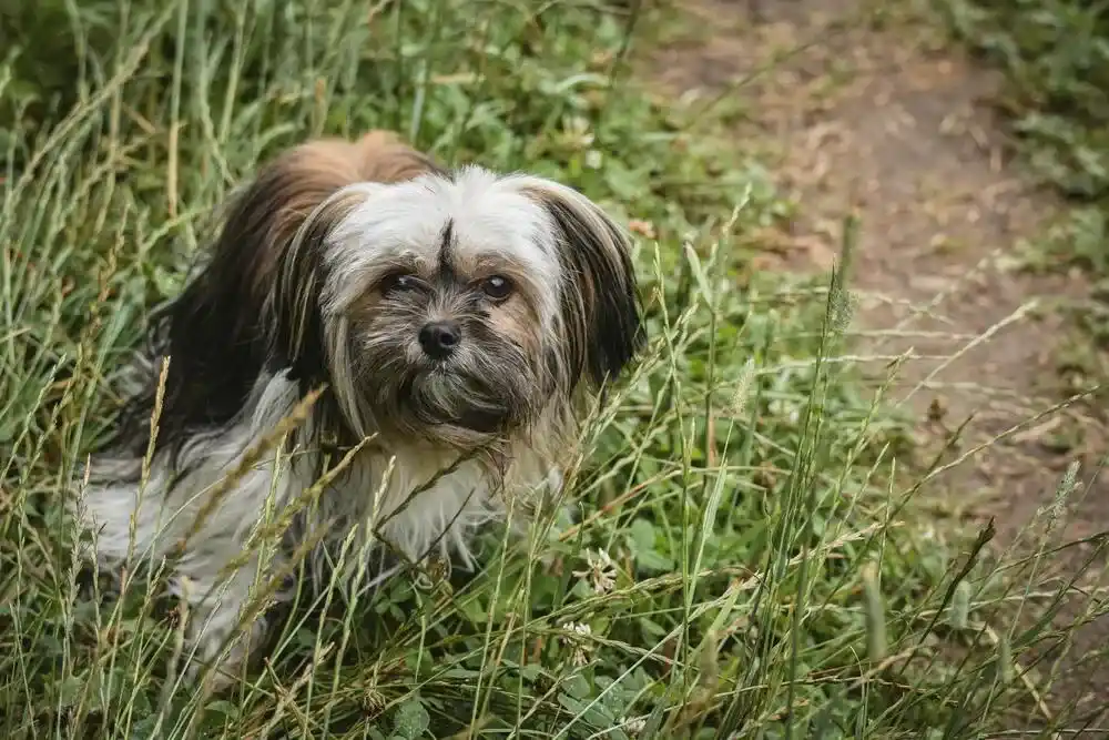Lhasa Apso