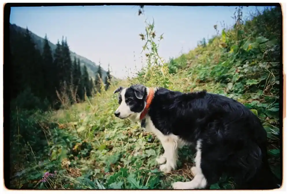 Border Collie Names