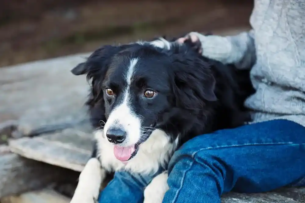 Border Collie Names
