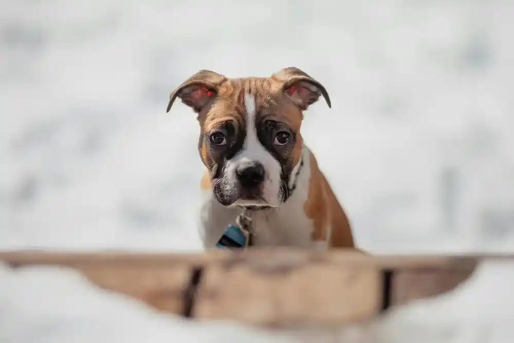 Boxer Dog