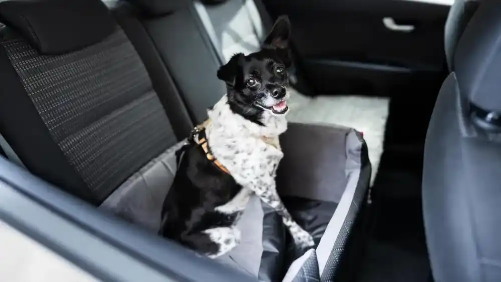 Dog Car Seat