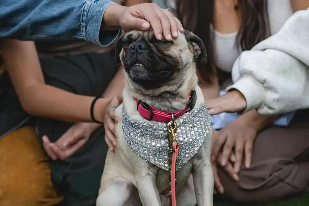 Emotional Support Dog