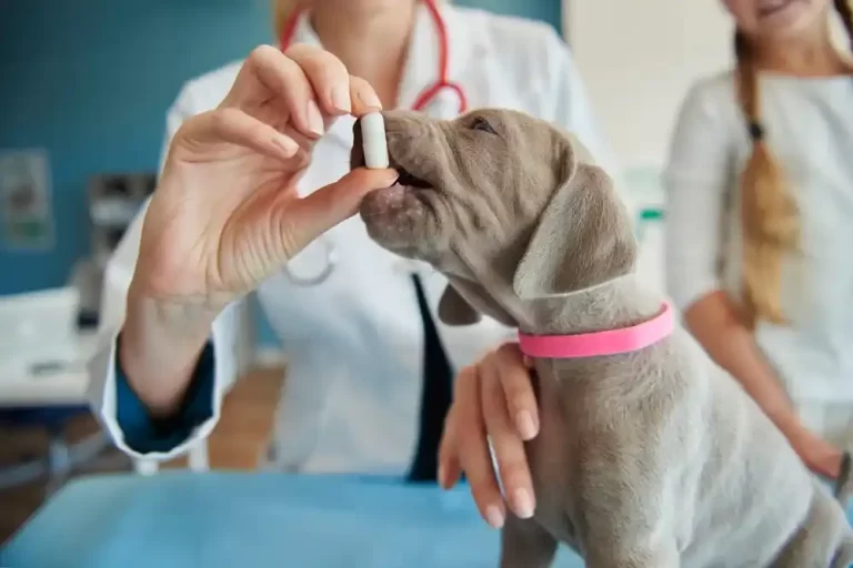 How to Get a Dog to Take a Pill
