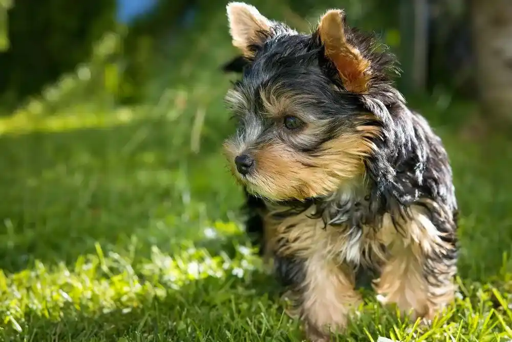 Miniature Dog Breeds