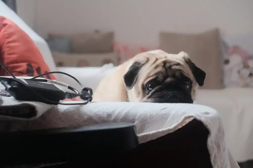 Reverse Sneezing in Dogs