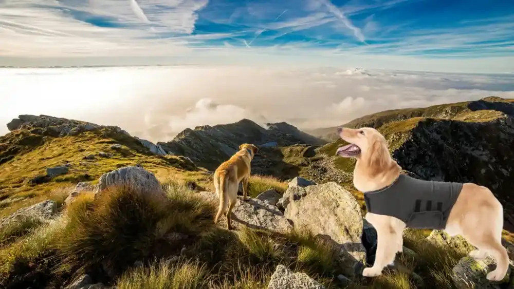 Thundershirt para cães