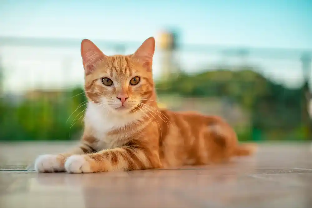 Toxoplasmosis in Cats