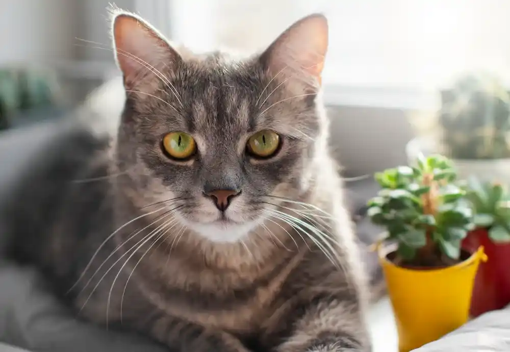 Toxoplasmosis in Cats