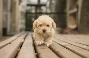 maltipoo