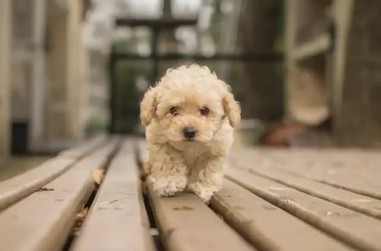 maltipoo