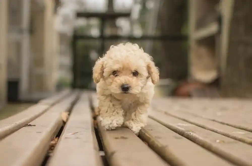 maltipoo