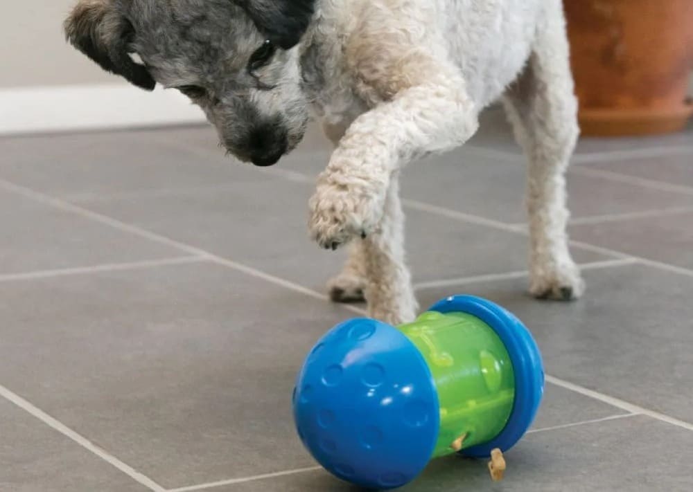 Treat-dispensing toys