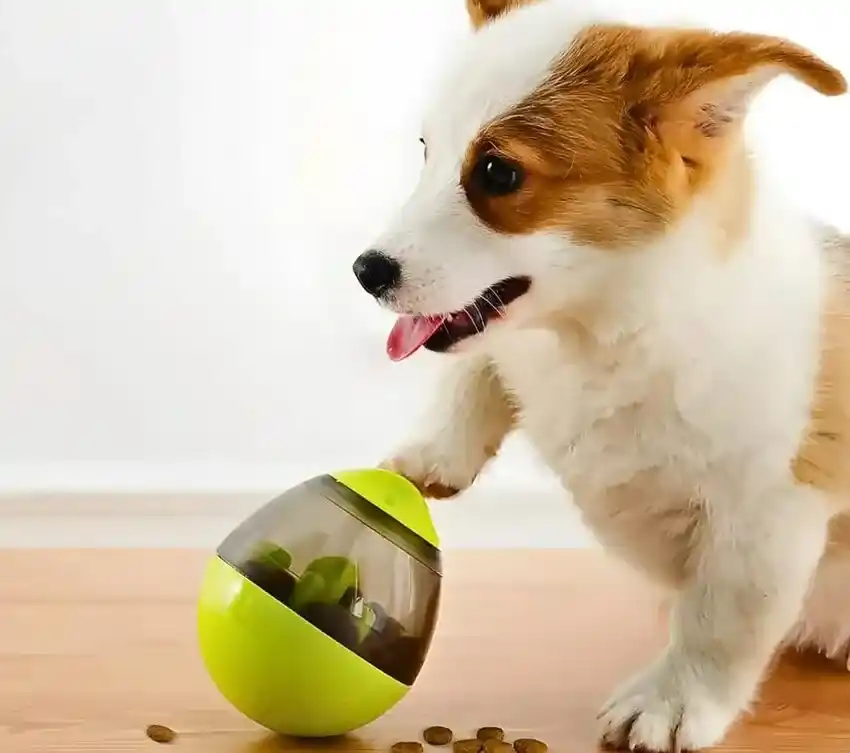 Interactive Puzzle Toys