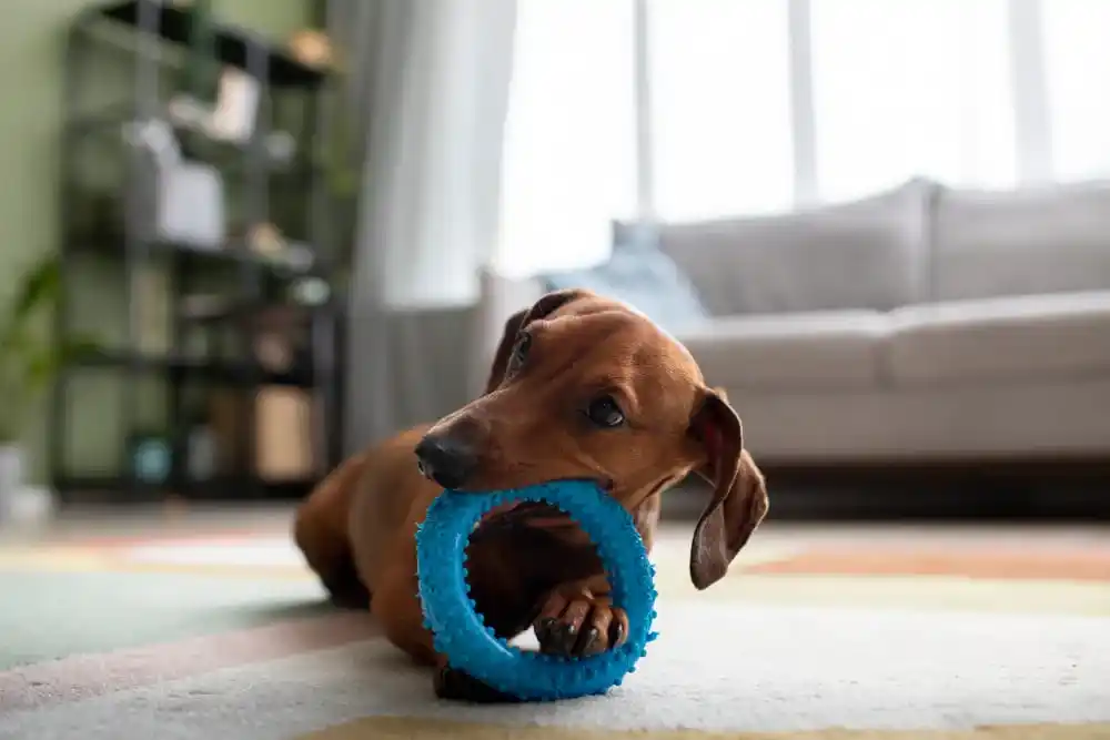 Best Dog Toys for Aggressive Chewers