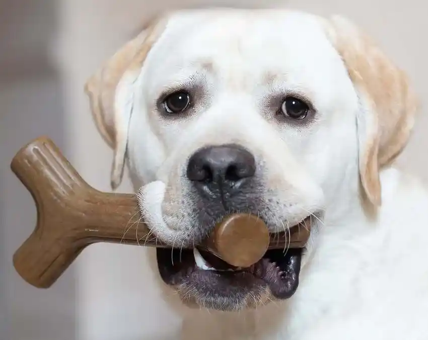 Best Dog Toys for Heavy Chewers Under $20