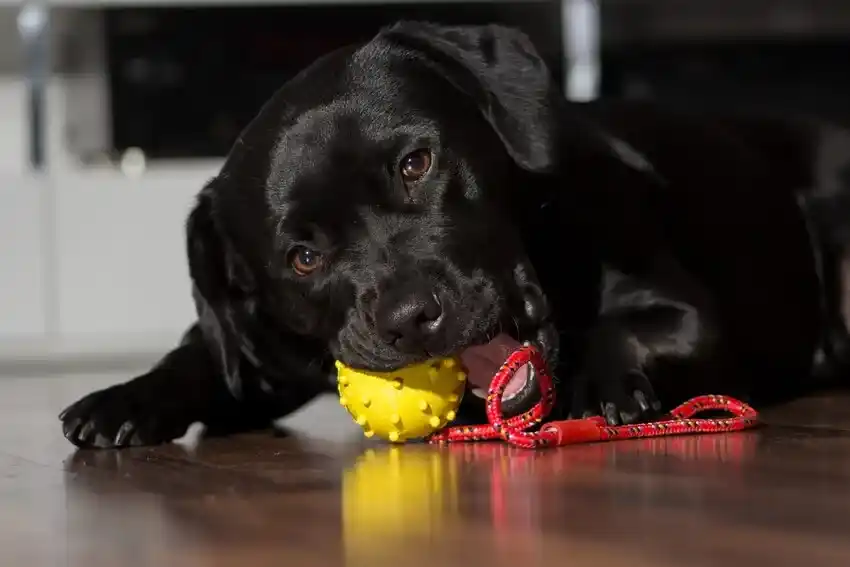 Best Dog Toys for Heavy Chewers Under $20