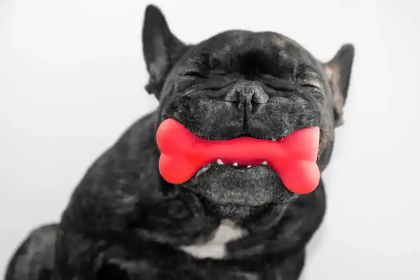 Best Dog Toys for Heavy Chewers Under $20