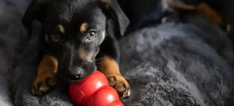 Best Dog Toys for Heavy Chewers Under $20