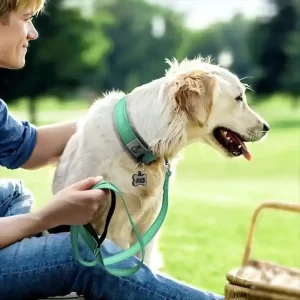 Reflective Padded Dog Collar