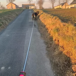 Retractable dog leash