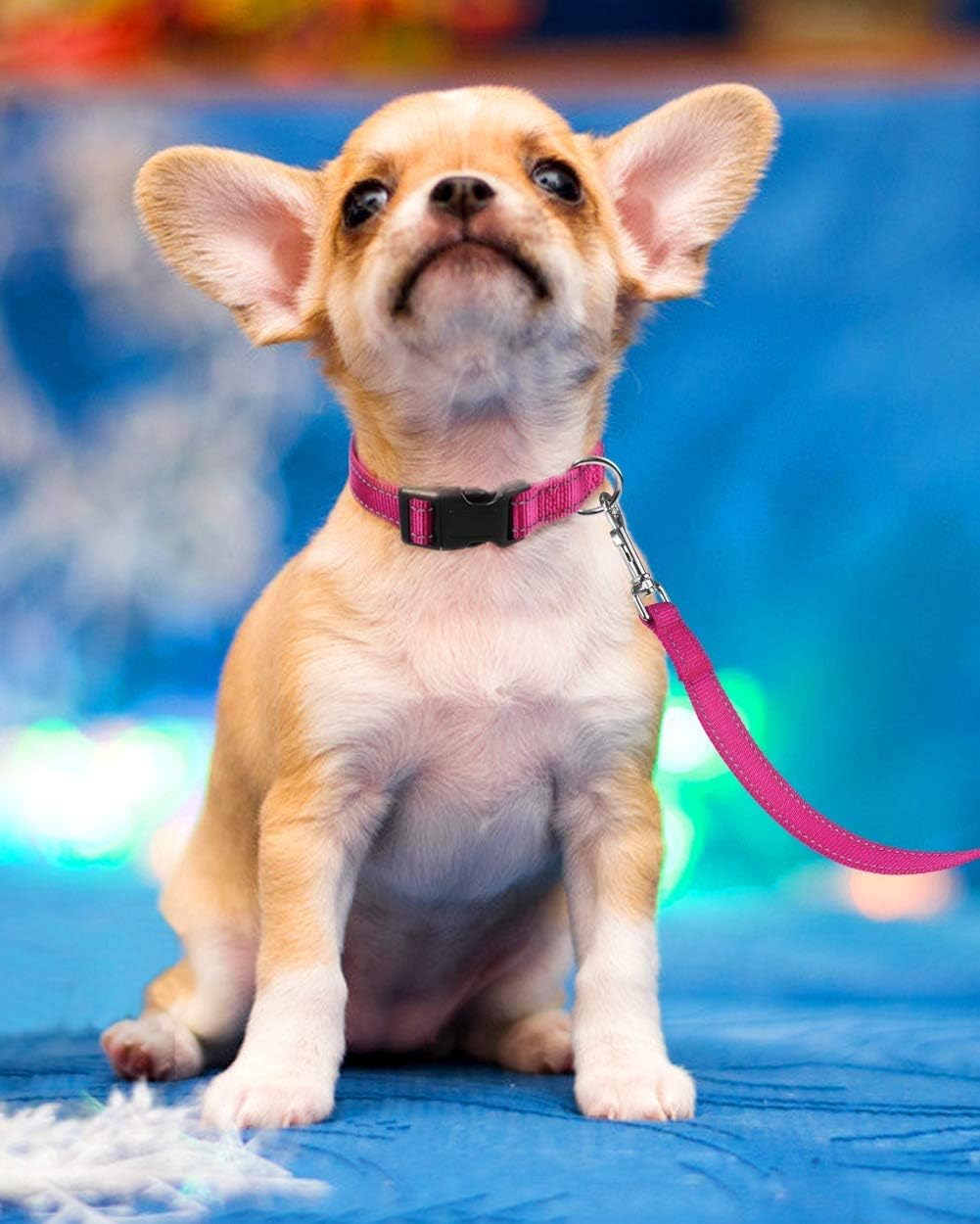 Reflective Dog Collar for Night Safety – Adjustable Padded Nylon Collar for Small Dogs, Hot Pink - Image 8