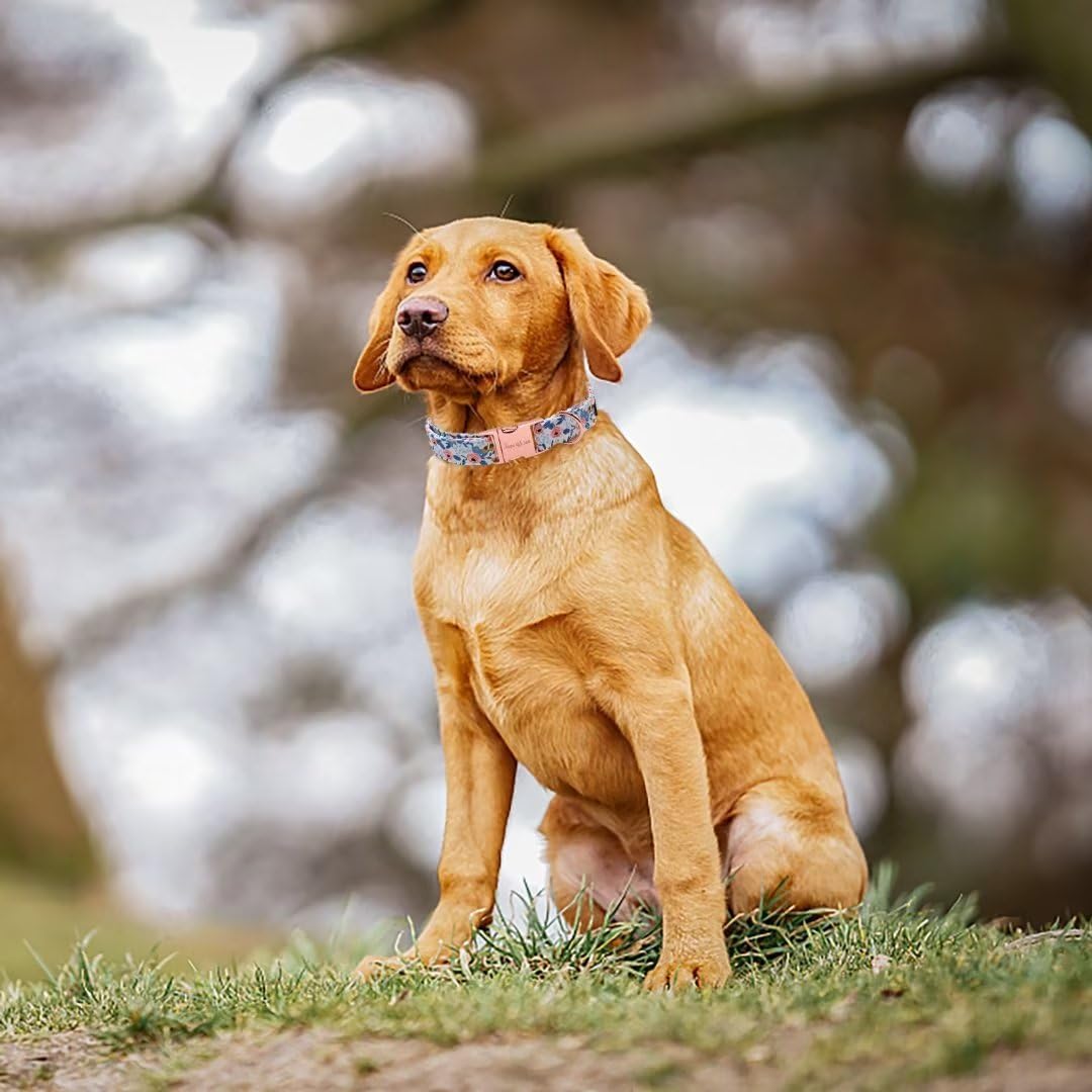 Paws Dog Collar with Metal Buckle – Red Rose Floral Collar for Small, Medium & Large Dogs - Image 4