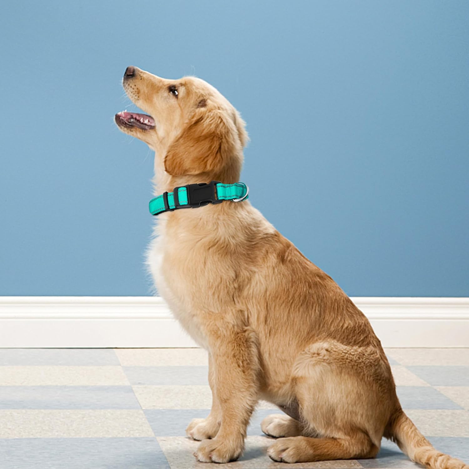 Reflective Dog Collar – Adjustable Neoprene Padded Nylon Collar with Buckle for Medium Dogs, Teal - Image 2
